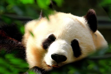 Bears Panda White Green Black Bear Wallpaper Backgrounds Free ...