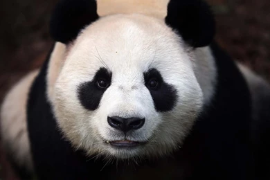 Cute Panda Bears HD Wallpapers HD Wallpapers