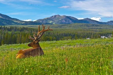 Download Wallpapers 1920x1080 Deer, Antlers, Grass, Mountains ...