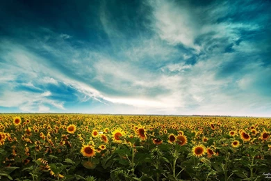 253 "Landscape" HD Wallpapers