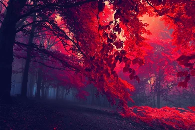 Dark Red Forest >> HD Wallpaper, Get It Now!