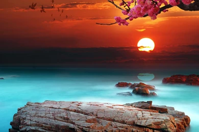 Flower Bright Sky Floral Backgrounds Daisy Wallpapers Hd Free ...