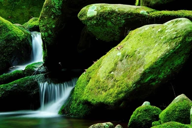 Lush Green Nature Photographic   Best LCD Desktop Wallpapers ...