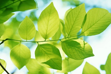 Desktop Wallpapers · Gallery · Computers · Green Leaves HD ...