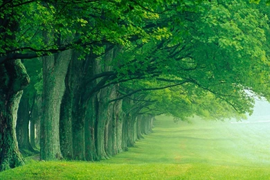 Green Tree Desktop Wallpaper, Green Tree Pictures, New Wallpapers