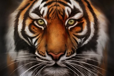Tiger Face   Wallpaper.