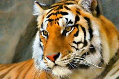 Tiger Face Wallpapers