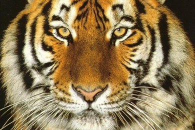 Tiger Face Wallpapers