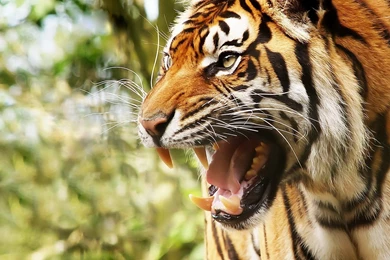 Full HD 1080p Big Cat Wallpapers HD, Desktop Backgrounds 1920x1080