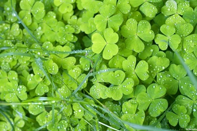 Green Flowers Wallpapers HD Pictures