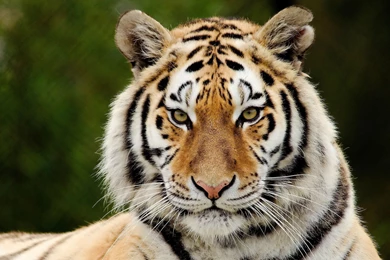 Ultra HD 4K Tiger Wallpapers HD, Desktop Backgrounds 3840x2400 ...