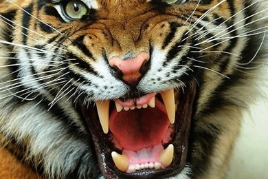 Angry Tiger Face Pictures