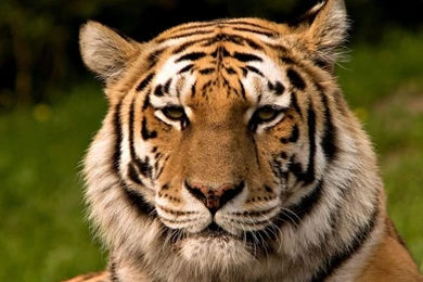 Tiger 01 1024x768.jpg