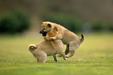 Free animal wallpaper download 6.jpg