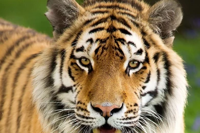 Download Wallpapers 2048x1152 Tiger, Aggression, Face, Mouth Open ...