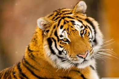 Siberian Tiger Wild Animal HD Desktop Wallpapers : Widescreen ...