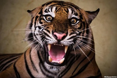 Tiger   Full HD Wallpapers Search   Page 9