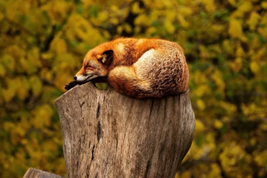 20 Awesome HD Animal Wallpapers   HDWallSource.com