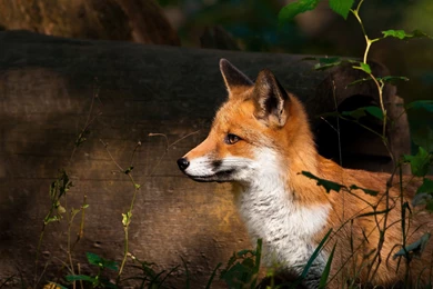 Animal Wallpapers, Hd Animal Images, Free Animal Photos, Wild ...