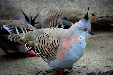 Wild Animal Wallpapers, Cool Pets, Animal Planet, Free Wallpapers ...