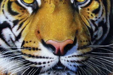 Free Download Face Tiger Art HD 4 47179 Cool Wallpapers HD (83880 ...