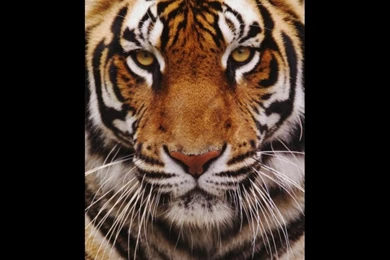 Bengal Tiger Quotes. QuotesGram