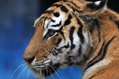 The Face Of A Tiger   Desktop Wallpapers