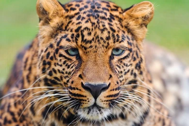 Tigers Tiger Face Eyes Wallpapers Hd Widescreen Free ...