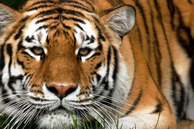 Download Wallpapers 3840x1200 Tiger, Face, Big Cat, Carnivore, Walk ...