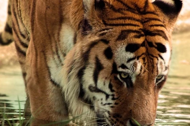 High Definition Tiger Wallpapers For Free Download