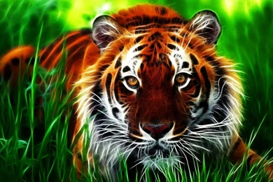 3D Tiger Face HD Wallpapers For Desktop Download High Quality