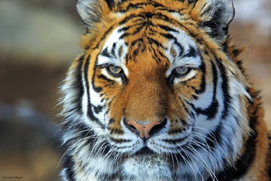 Amur Tiger Tiger Wild Cat Predator Face Portrait Wallpapers ...