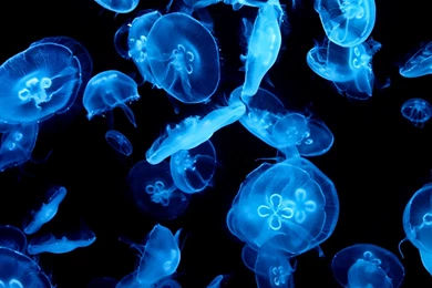 129 Jellyfish HD Wallpapers