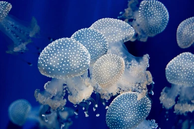 129 Jellyfish HD Wallpapers