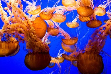 Jellyfish Desktop Wallpaper, Jellyfish Photos, New Wallpapers