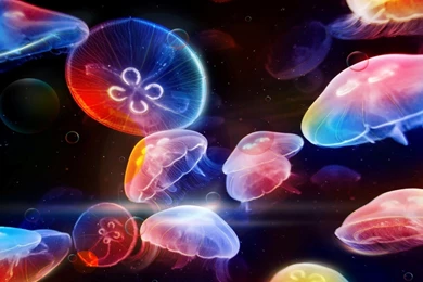 Jellyfish Wallpapers HD