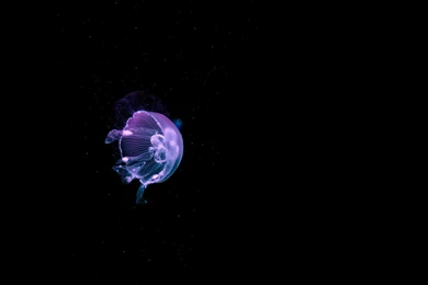 Jellyfish Backgrounds