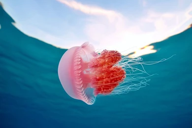 Jellyfish Wallpapers