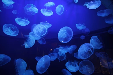 Underwater Ocean Backgrounds With Jellyfish