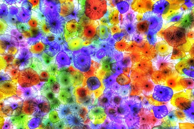 Ultra HD 4K Jellyfish Wallpapers HD, Desktop Backgrounds 3840x2400