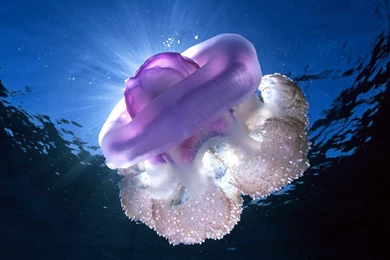 129 Jellyfish HD Wallpapers