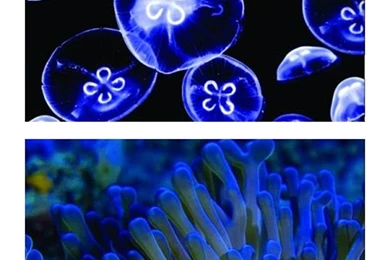 GloFish GloFish Aquarium Backgrounds Jellyfish & Anemone Aquarium ...