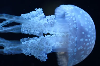 Download Wallpapers 3840x1200 Jellyfish, Underwater, Swimming, Dark ...