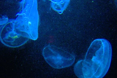 Jellyfish Backgrounds In Blue 2 (Free Footage) YouTube