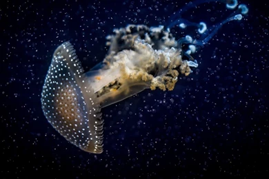 Download Wallpapers 2560x1440 Jellyfish, Underwater, Dark Mac iMac ...