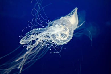 Jellyfish   Full HD Wallpapers Search