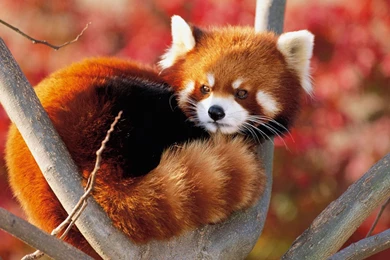 Red Panda Wallpapers 187738