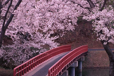 Download Wallpapers Blossoming Cherry Garden In Japan (1920 X 1080 ...