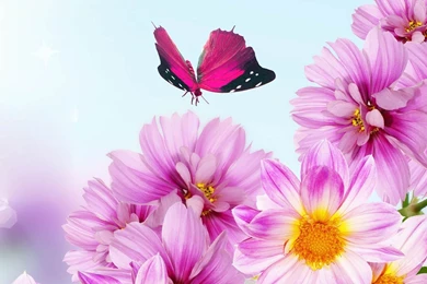 30+ Flower Backgrounds