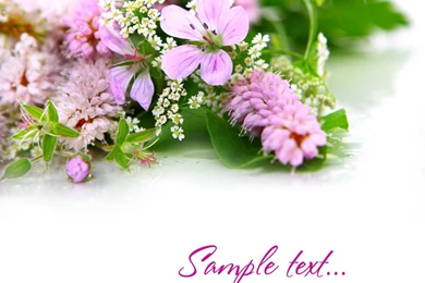 HD Flowers Backgrounds Picture 27007   Flower Wallpapers   Flowers